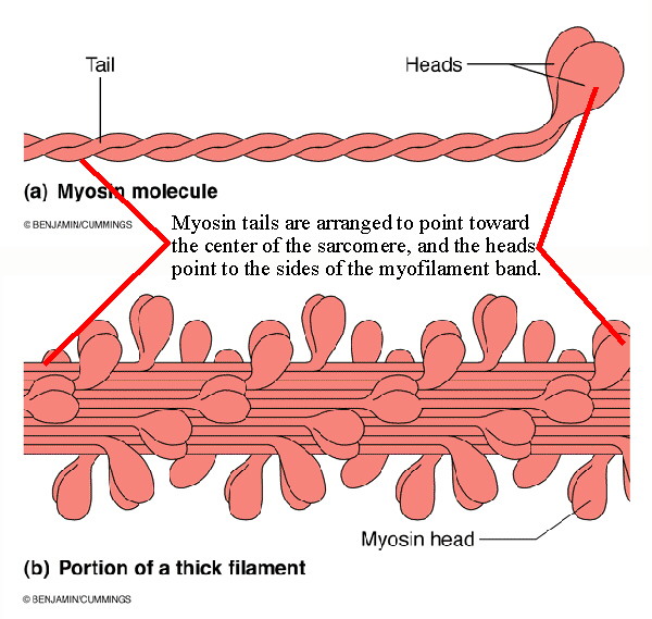 head of myosin in a rest is represented by