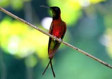 亚马逊也是赤叉尾蜂鸟的栖息地
