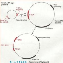 T-DNA - 农杆菌的Ti质粒与T-DNA 的整合机制