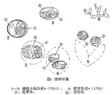 色素体