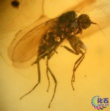 琥珀昆虫 琥珀昆虫