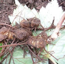 药 名:三面刀 原植物-金龟草 药 名:三面刀 原植物-金龟草