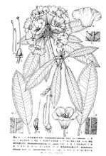 棕色树形杜鹃变种