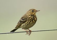 林鹨指名亚种(图2) 林鹨指名亚种(图2)