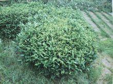 祁门槠叶种 祁门槠叶种