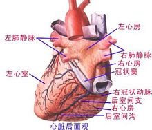 心脏解剖【图】