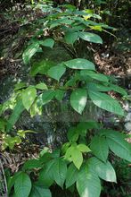 刺果毒漆藤 刺果毒漆藤