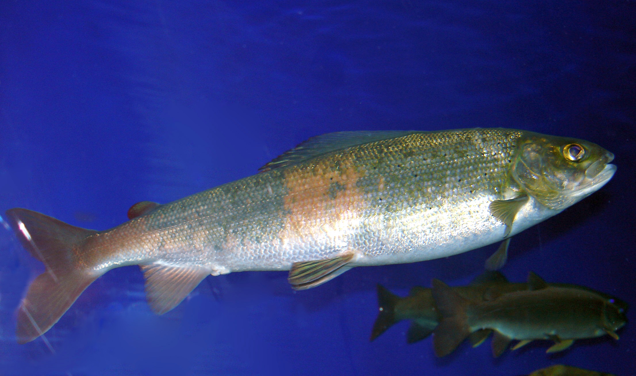 【thymallus】什么意思_英语thymallus的翻译_音标_读音_用法_例句_在线翻译_有道词典