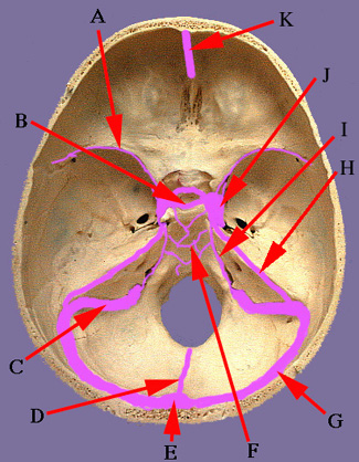 cranial cavity